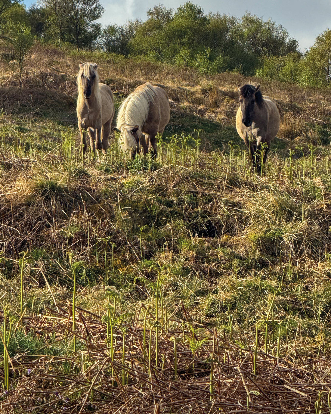 Read about our trip to the Highlands