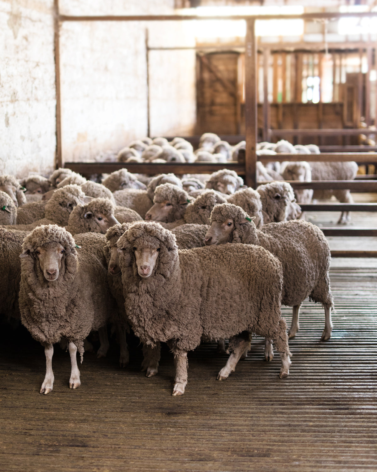 We Love Wool