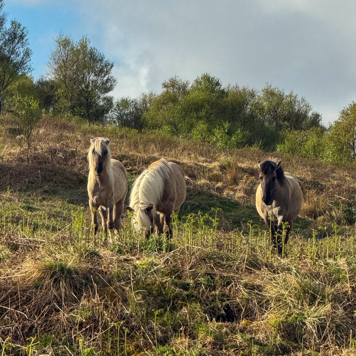 Brora & Conservation Collective