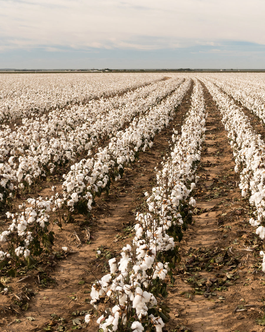 Organic Cotton