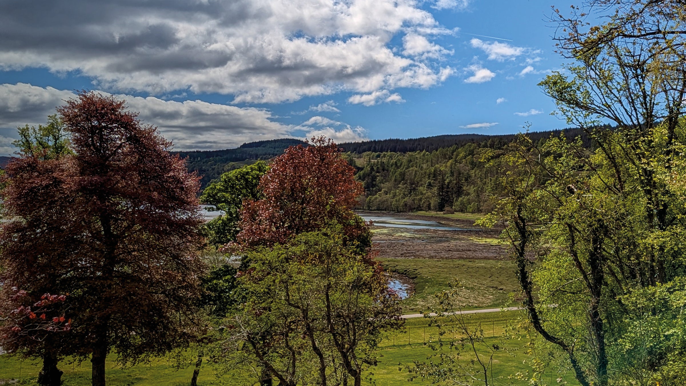 Saving Scotland’s Rainforest