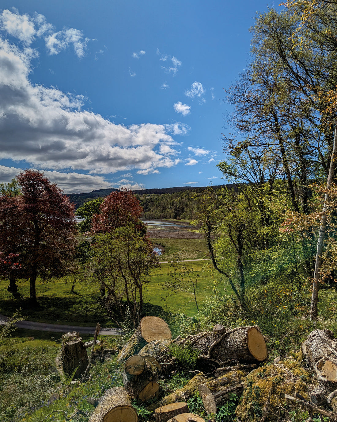 Saving Scotland’s Rainforest