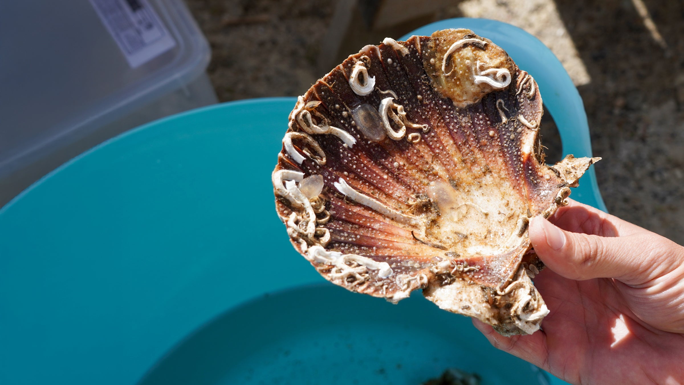Native Oyster Restoration