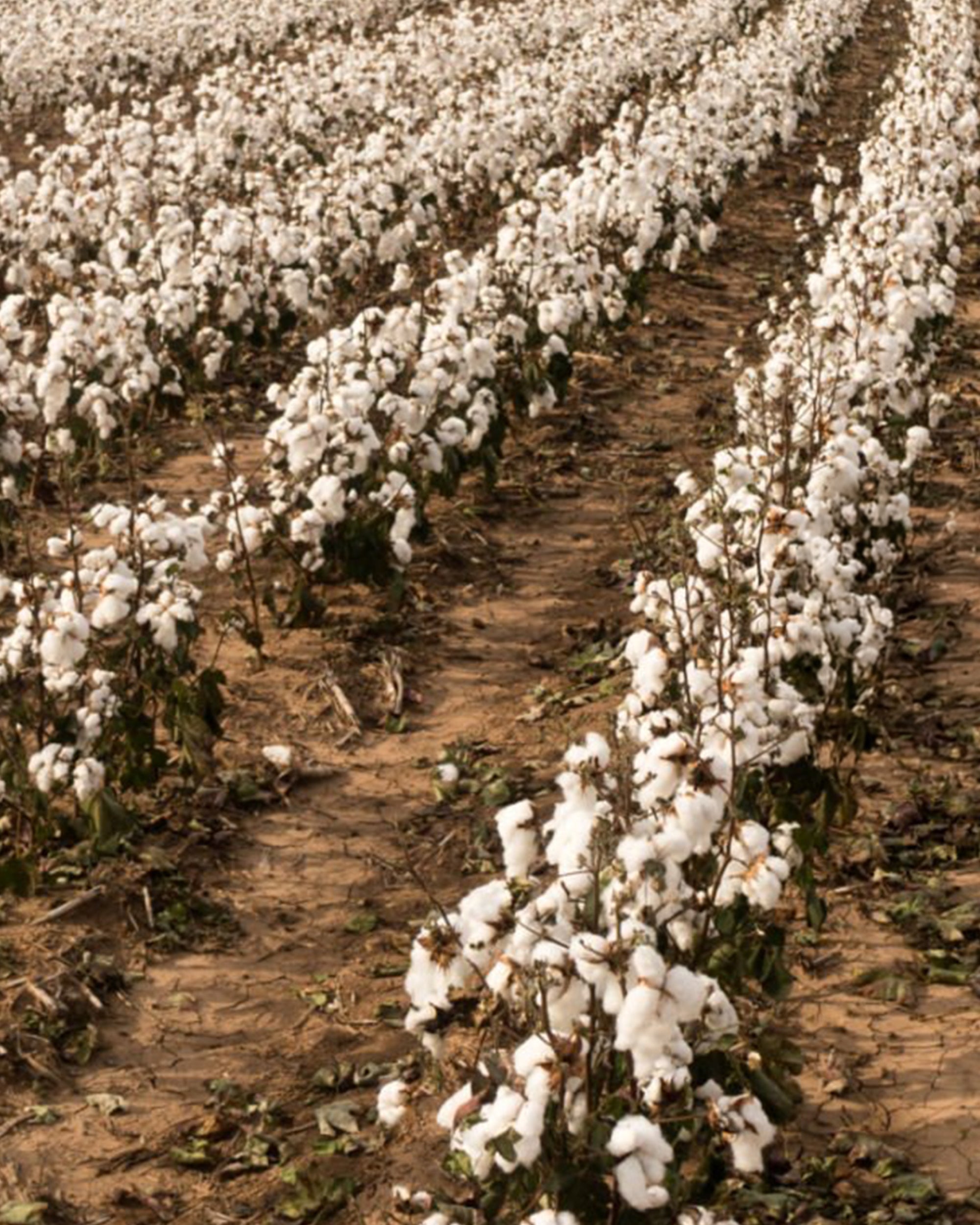 Cotton