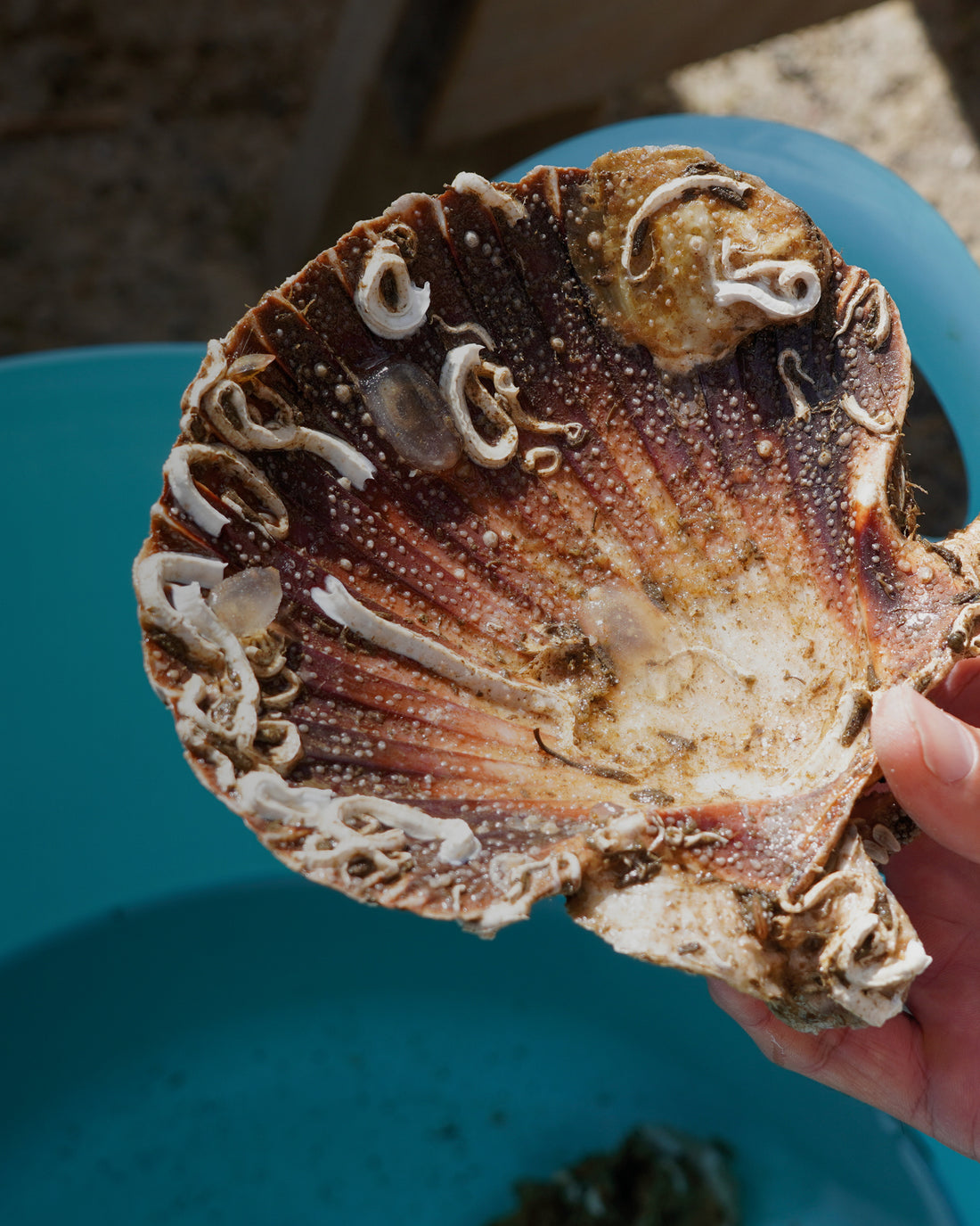 Native Oyster Restoration